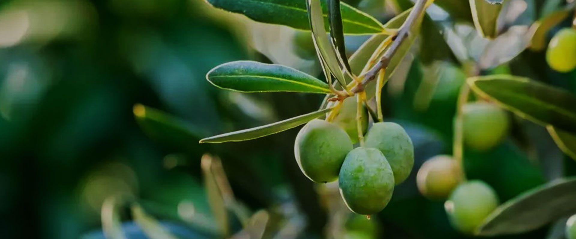 Extrait de feuille d'olive-Avantages pour une meilleure santé et peau