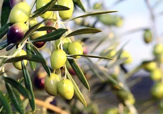 Extrait de feuille d'olive