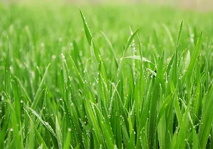 Poudre d'herbe de blé biologique