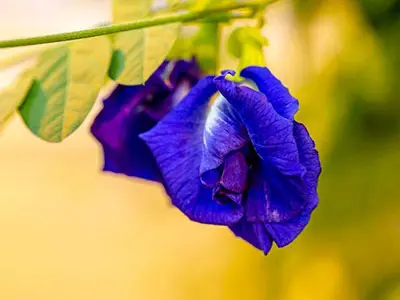 Une étape majeure pour l'industrie alimentaire-La FDA approuve la couleur des aliments bleus naturels de la fleur de pois papillon.