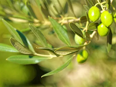 Choses que vous ne savez pas sur l'extrait de feuille d'olive
