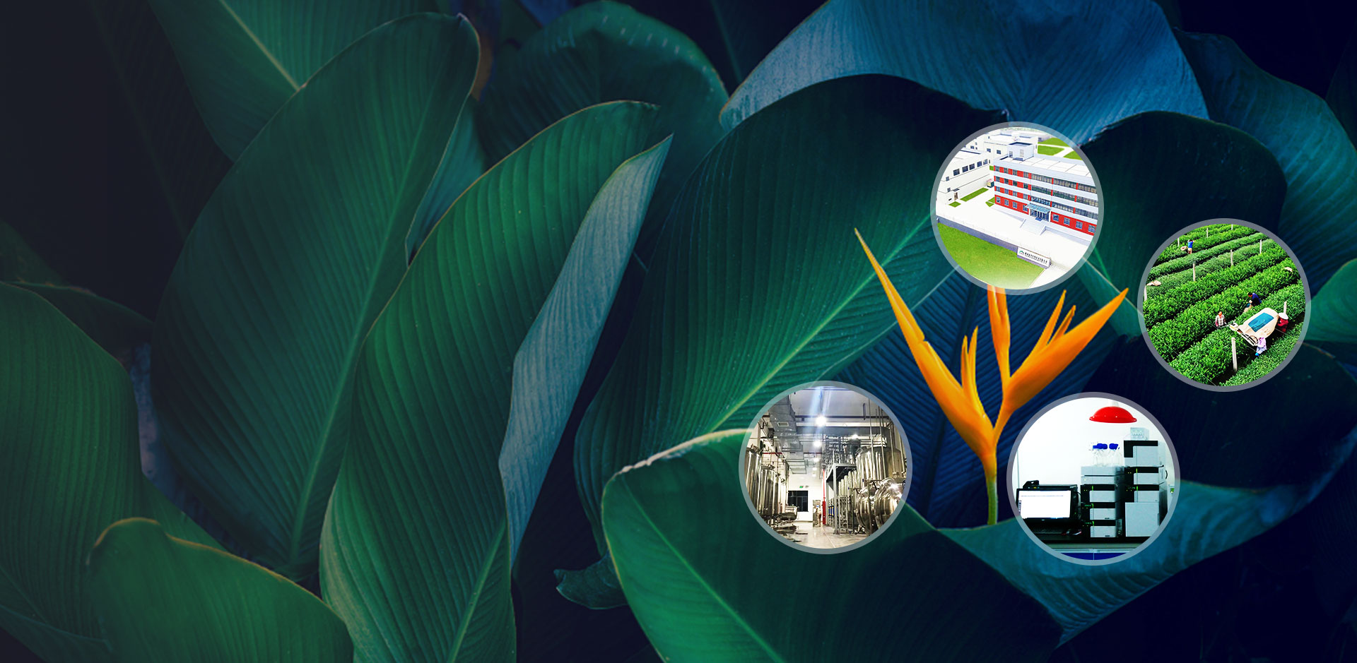 Fabricant professionnel d