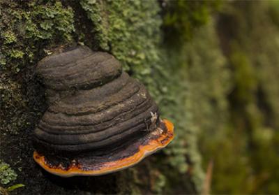 Explorer les avantages nutritionnels et les utilisations de la poudre de champignons Chaga biologique