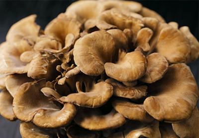 Explorer les avantages immunitaires de l'extrait de champignon Maitake et ses interactions avec d'autres suppléments à base de plantes