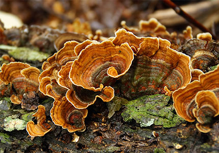 Découvrir les bienfaits surprenants pour la santé de l'extrait de Trametes