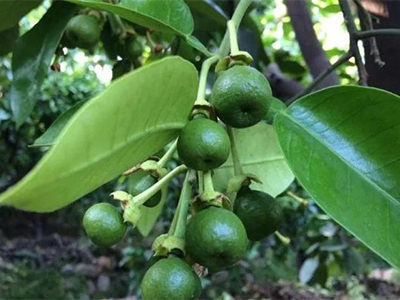 Explorer les avantages des extraits d'agrumes pour la santé et le bien-être