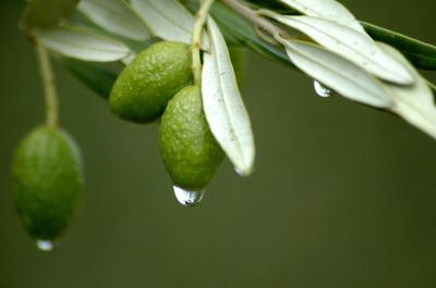 Ce que vous ne saviez pas sur l'extrait de feuille d'olive