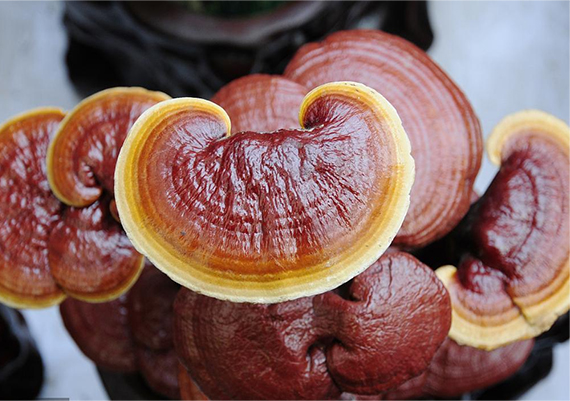 Valeur nutritionnelle de l'extrait de Reishi