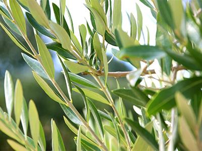 Extrait de feuille d'olive-Avantages pour une meilleure santé et peau