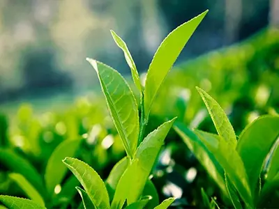 L'extrait de thé vert peut-il réduire la graisse dans le sang?