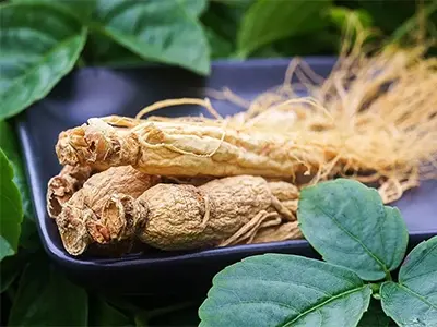 Gamme d'application et fonction de l'extrait de ginseng panax