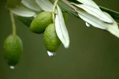 L'extrait de feuille d'olive aide à prévenir les maladies cardiovasculaires et l'hypertension