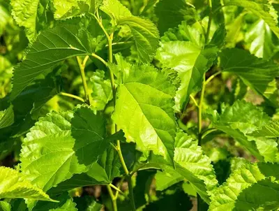 Le taux de participation de l'extrait de feuille de mûrier ACE Biotechnology MulBalanceTM test in vivo Effet de contrôle de la glycémie semble vraiment prometteur!