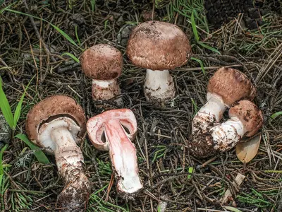 Quels sont les effets de l'extrait d'Agaricus sur le corps humain?